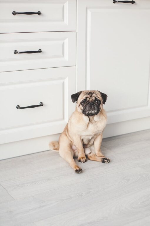 How to Set Up a Cozy and Safe Pet‑Friendly Home Corner